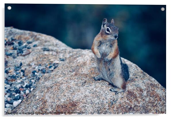 Ground Squirrel, Rocky Mountain National Park Acrylic by Madeleine Deaton