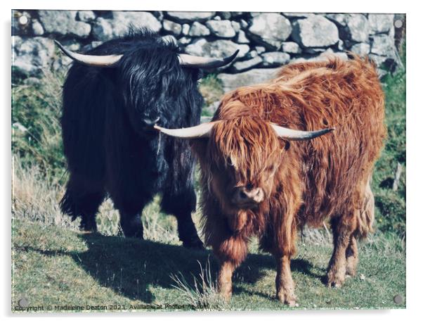 Highland Cows Acrylic by Madeleine Deaton