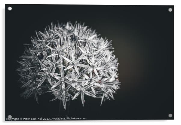 Allium, Black and White  Acrylic by Peter East-Hall