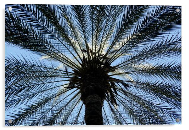 Palm tree, upward view, Cordoba Acrylic by Paul Boizot