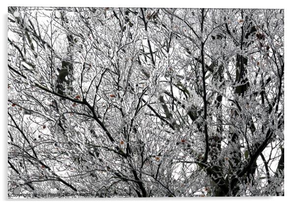 Frosted beech tree Acrylic by Paul Boizot