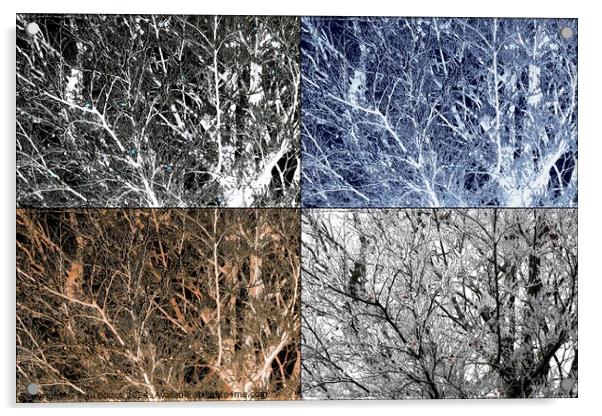Frosted beech tree montage Acrylic by Paul Boizot