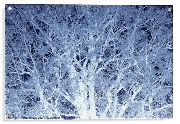 Frosted beech tree 2, dark blue edit Acrylic by Paul Boizot