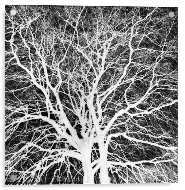 Winter beech, Bridlington, grayscale inverted Acrylic by Paul Boizot