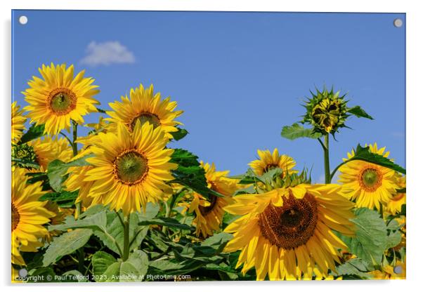 Vibrant Sunflower Close-Up Acrylic by Paul Telford