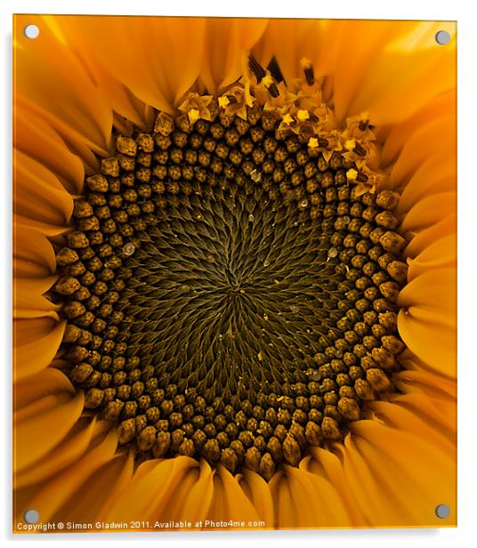 Sunflower Eye Acrylic by Simon Gladwin
