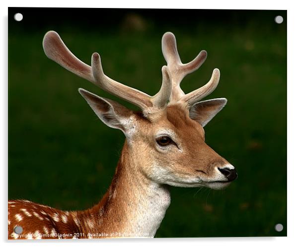 Red Deer Acrylic by Simon Gladwin