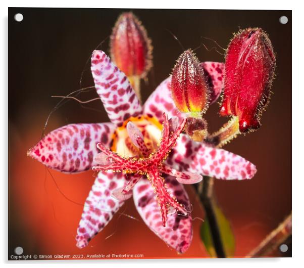 Toad Lilly Acrylic by Simon Gladwin