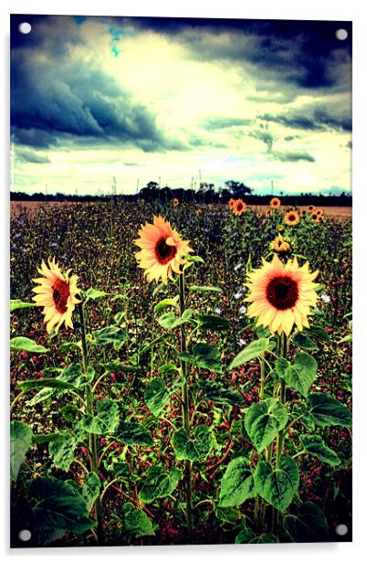 Sunflower Field Acrylic by Simon Gladwin
