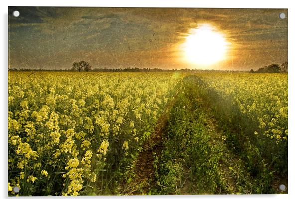Going Home, Rapeseed field at Sunset Acrylic by Simon Gladwin