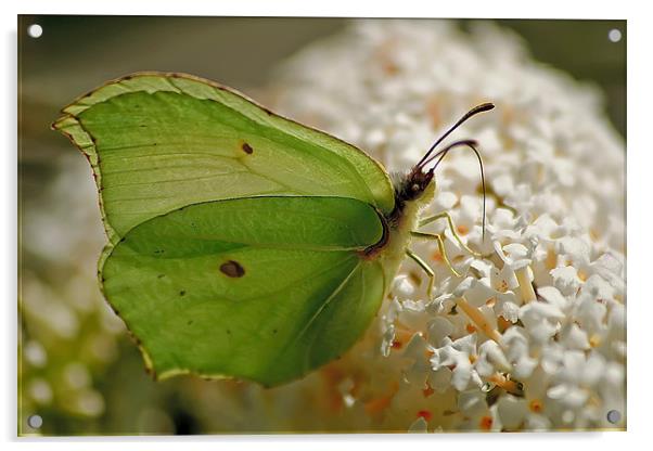 Brimstone Butterfly Acrylic by Simon Gladwin