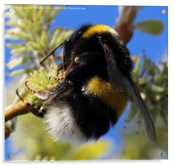 The Humble Bumble Bee Acrylic by Jennifer Harnden