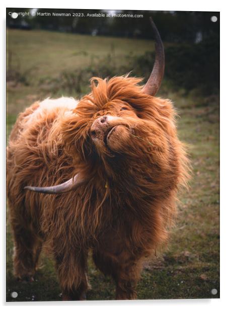 Highland Cow Acrylic by Martin Newman