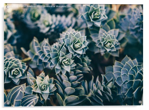 Succulents Acrylic by Martin Newman