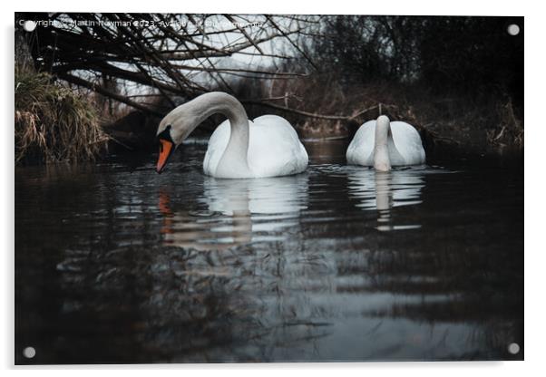 Swan Lake Acrylic by Martin Newman