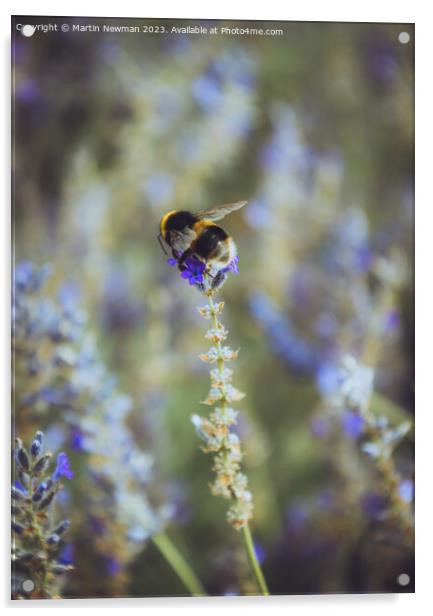 Bumblebee Pollenating Lavender Acrylic by Martin Newman