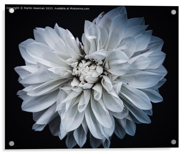 White Flower Petals Acrylic by Martin Newman
