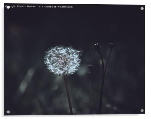 Dandelion Acrylic by Martin Newman