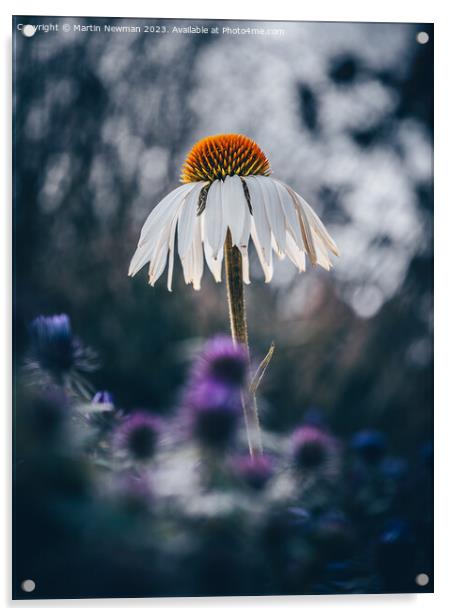 echinacea flower Acrylic by Martin Newman