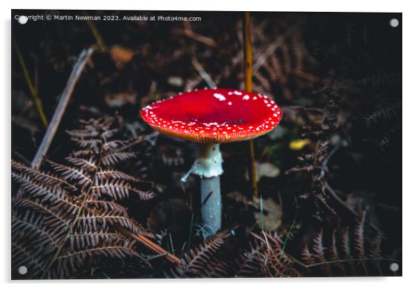 Fly Agaric Acrylic by Martin Newman