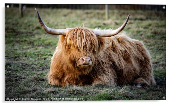 Highland Cow Acrylic by Martin Newman