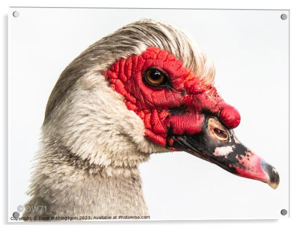 Muscovey Duck Acrylic by Dave Withington