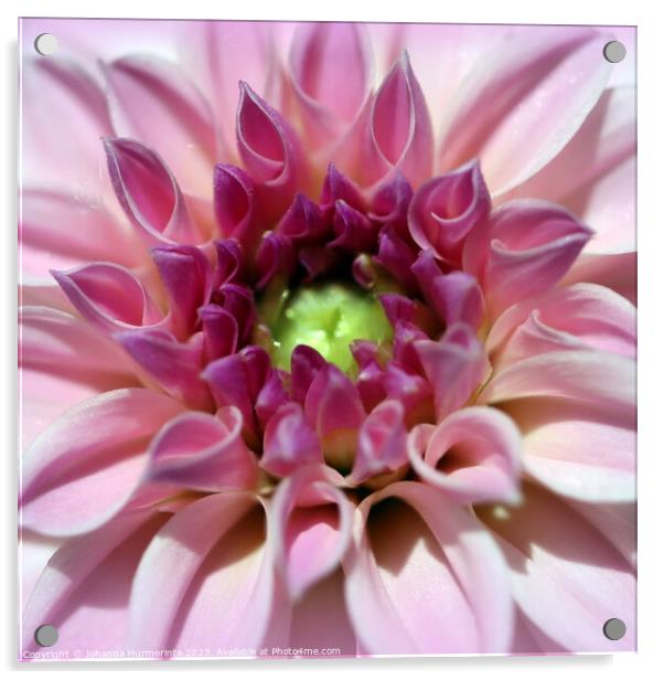 Gorgeous Light Pink Dahlia Macro Photography Squar Acrylic by Johanna Hurmerinta