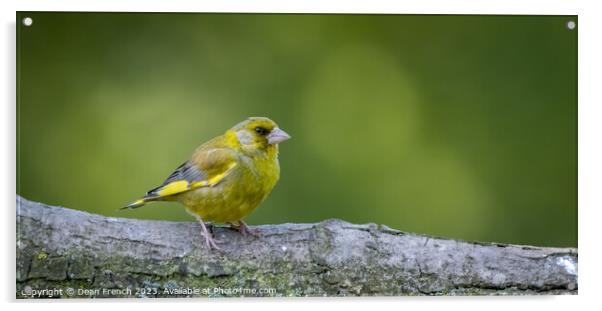 Greenfinch Acrylic by Dean French