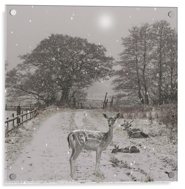 Sleepy Deer on a Winters Day Acrylic by Charlotte Radford
