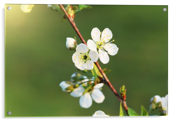 Spring cherry blossom background. Beautiful nature scene with blooming tree on green background. Spring flowers Acrylic by Virginija Vaidakaviciene