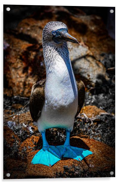 Blue Footed Booby Acrylic by Andrew Cartledge