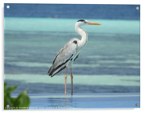 Grey Heron Maldives Acrylic by ANDREW BENHAM