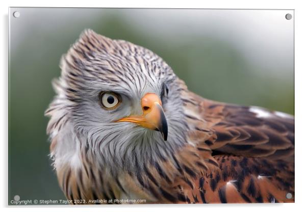 Red Kite Acrylic by Stephen Taylor