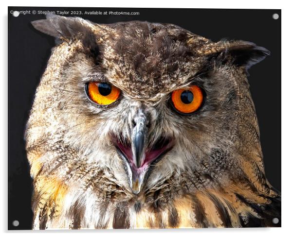 Long Eared Owl Acrylic by Stephen Taylor