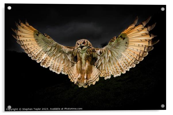 Halloween Owl  Acrylic by Stephen Taylor