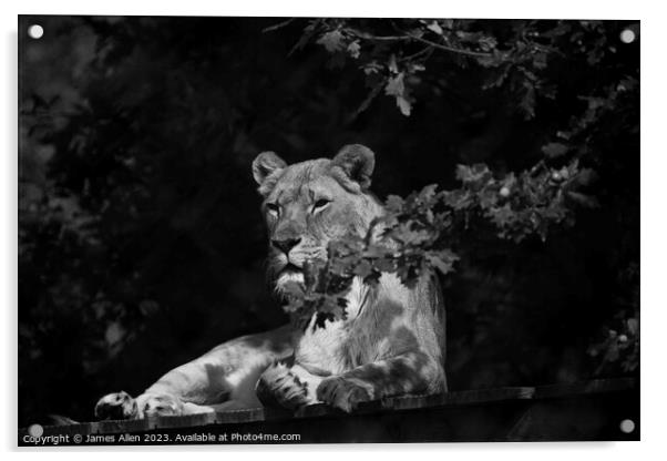 Lions  Acrylic by James Allen