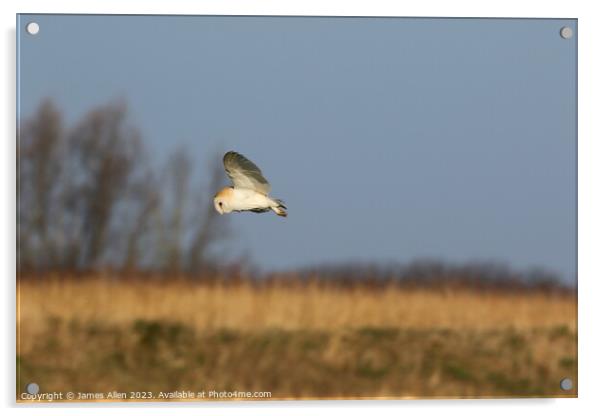 Barn Owls  Acrylic by James Allen