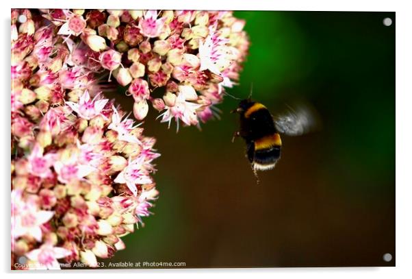 Bees  Acrylic by James Allen