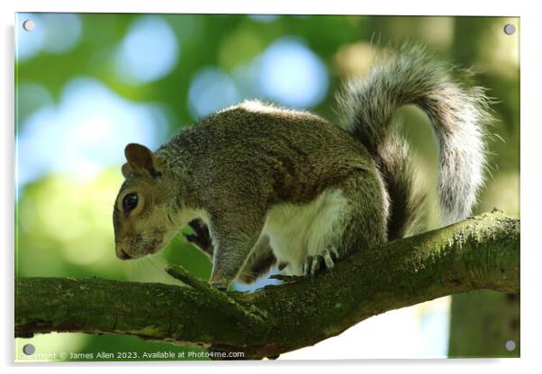 Squirrel Acrylic by James Allen