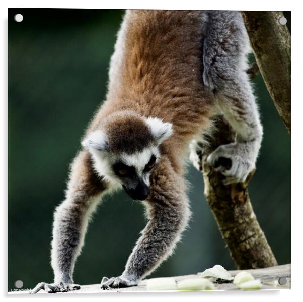 Lemurs  Acrylic by James Allen