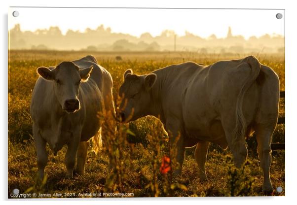 Cows  Acrylic by James Allen