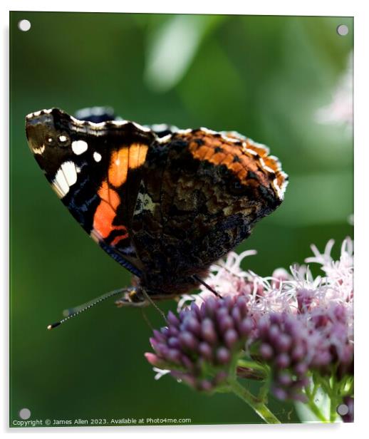 THE RED ADMIRAL Butterfly  Acrylic by James Allen