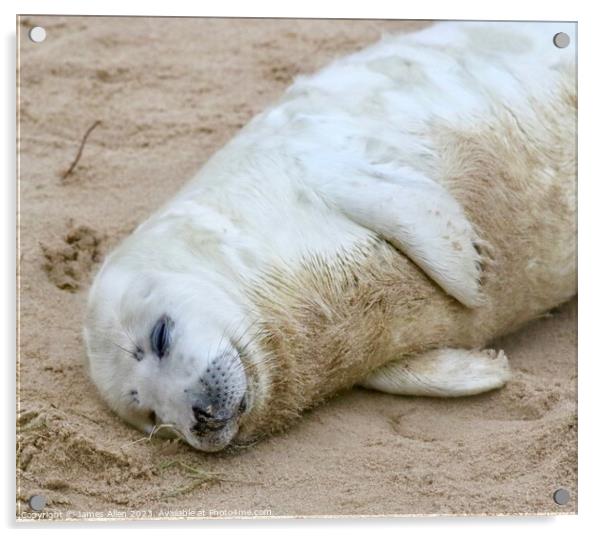 Seals  Acrylic by James Allen