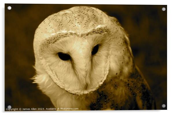 Barn Owls  Acrylic by James Allen