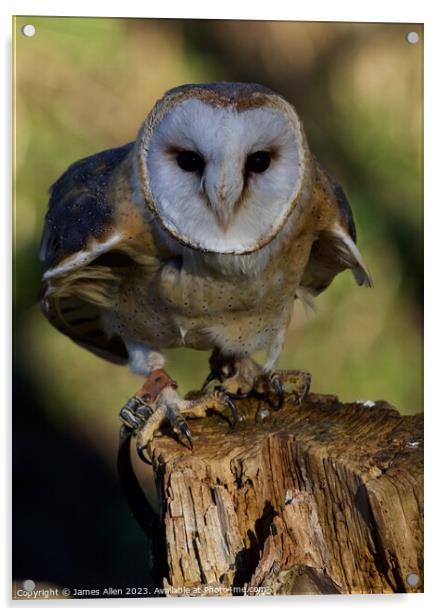 Barn Owls  Acrylic by James Allen