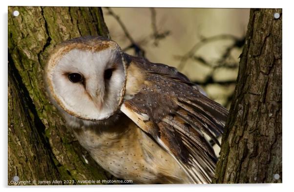 Barn Owls  Acrylic by James Allen