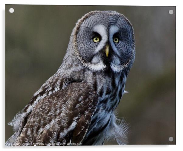Great Grey Owls  Acrylic by James Allen