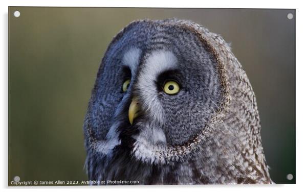 Great Grey Owls  Acrylic by James Allen