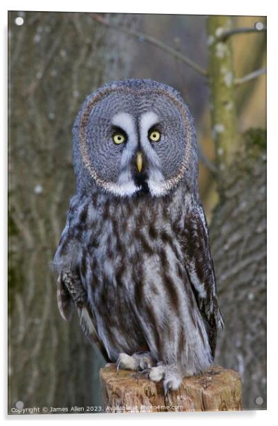 Great Grey Owls  Acrylic by James Allen