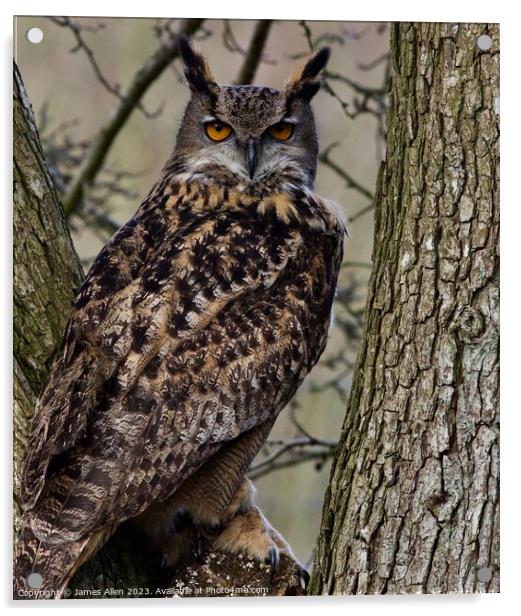 Owls  Acrylic by James Allen